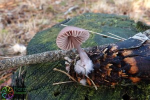 Zeedenmycena Noorderbos.jpg_product